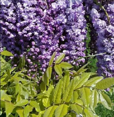 بيت ضيافة Casa Royal Haveli 3*